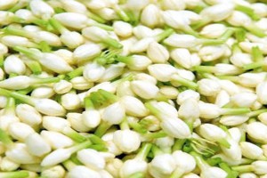 JASMINE FLOWERS from India